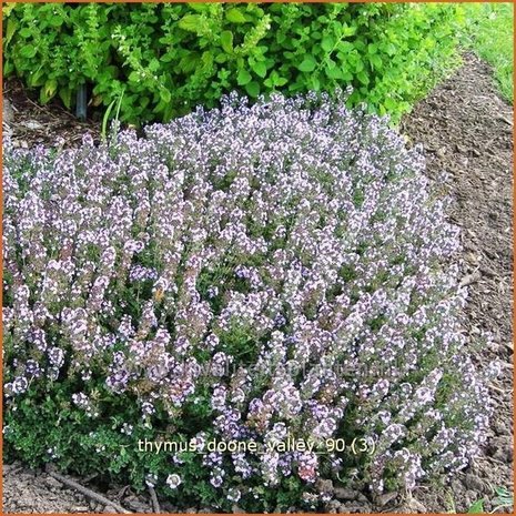 Thymus 'Doone Valley' | Tijm | Thymian