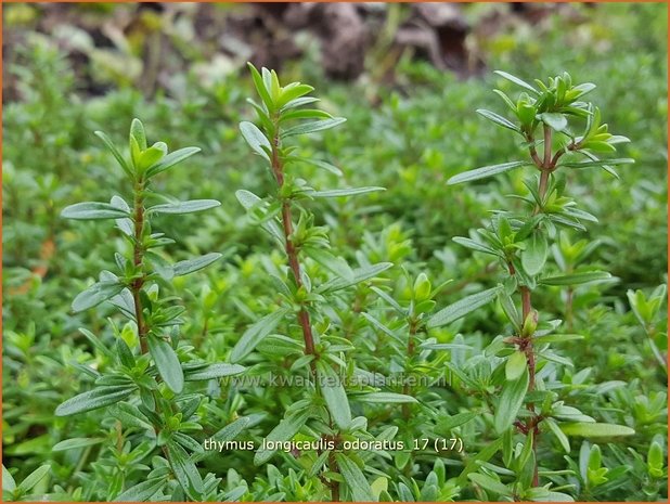 Thymus longicaulis 'Odoratus' | Kruiptijm, Tijm | Kaskaden-Thymian