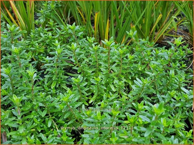 Thymus longicaulis 'Odoratus' | Kruiptijm, Tijm | Kaskaden-Thymian