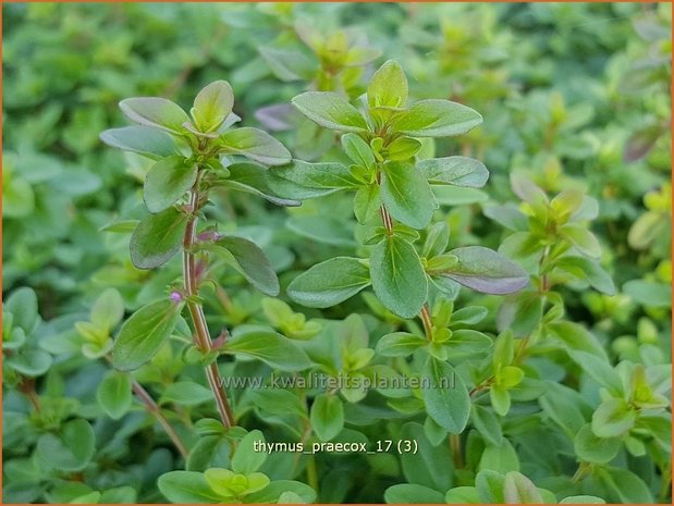 Thymus praecox | Kruiptijm, Tijm | Frühblühender Thymian