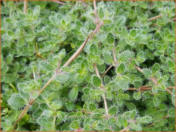 Thymus praecox 'Mountain Select' | Kruiptijm, Tijm | Frühblühender Thymian