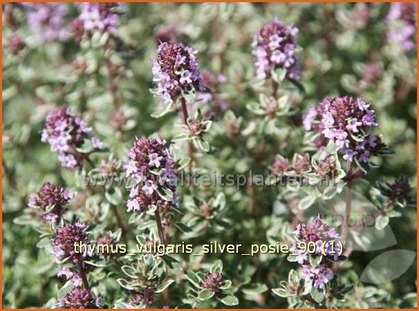 Thymus vulgaris 'Silver Posie' | Kruiptijm, Tijm | Echter Thymian