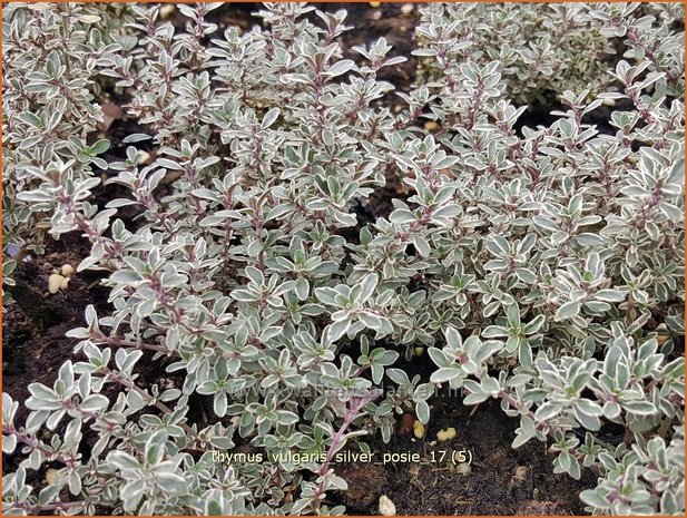 Thymus vulgaris 'Silver Posie' | Kruiptijm, Tijm | Echter Thymian