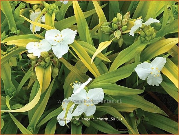 Tradescantia 'Angelic Charm' | Eendagsbloem, Vaderplant, Matrozensla | Dreimasterblume