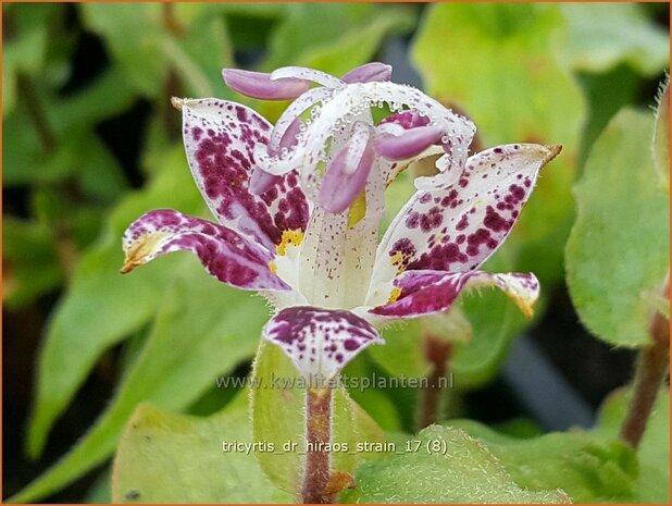 Tricyrtis 'Dr. Hiraos Strain' | Armeluisorchidee, Paddenlelie | Krötenlilie