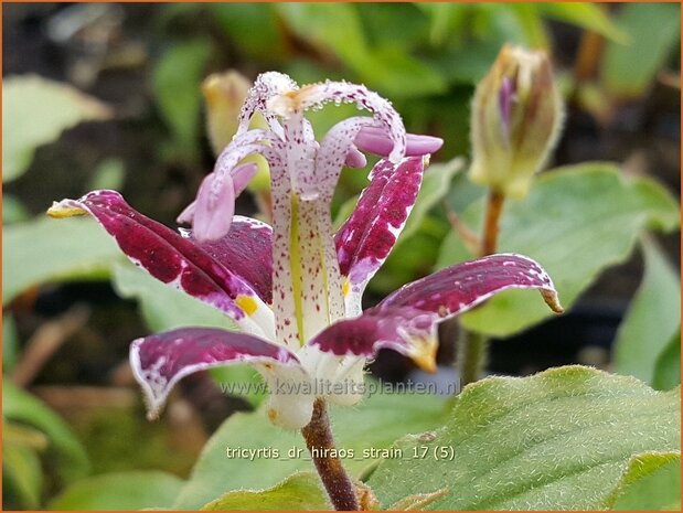 Tricyrtis 'Dr. Hiraos Strain' | Armeluisorchidee, Paddenlelie | Krötenlilie