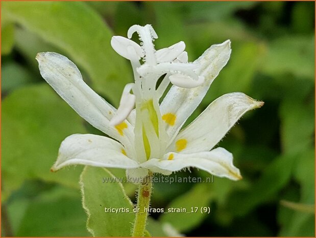 Tricyrtis 'Dr. Hiraos Strain' | Armeluisorchidee, Paddenlelie | Krötenlilie