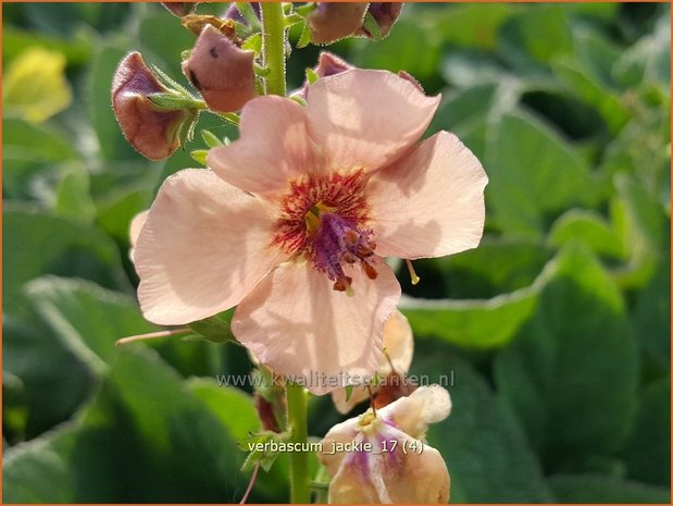 Verbascum 'Jackie' | Toorts | Königskerze