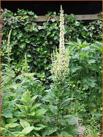 Verbascum nigrum 'Album' | Zwarte toorts, Toorts | Dunkle Königskerze