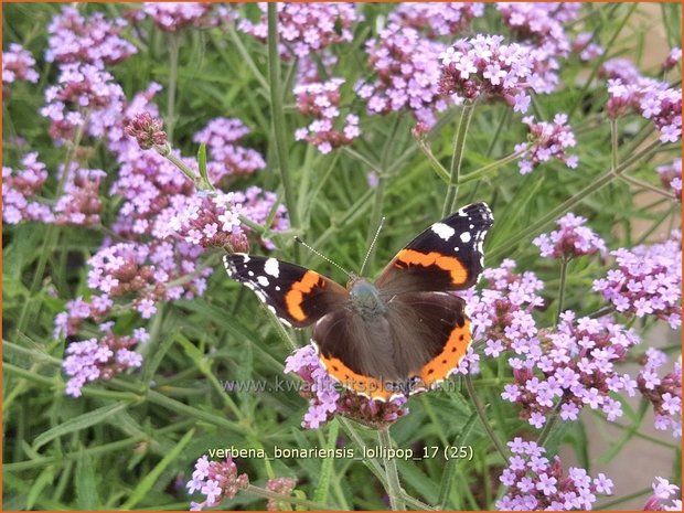 Verbena bonariensis 'Lollipop' | IJzerhard | Hohes Eisenkraut