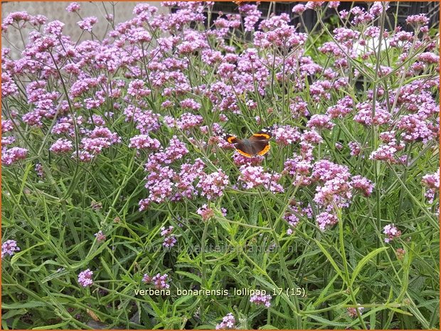 Verbena bonariensis 'Lollipop' | IJzerhard | Hohes Eisenkraut