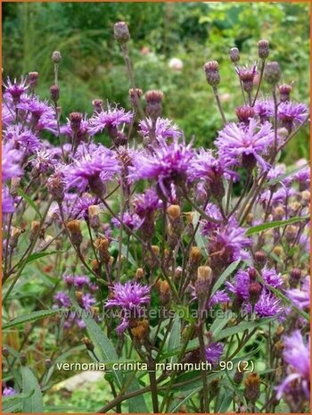 Vernonia crinita 'Mammuth' | IJzerkruid | Arkansas-Scheinaster