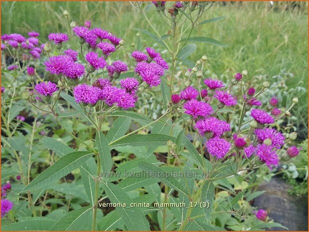 Vernonia crinita 'Mammuth' | IJzerkruid | Arkansas-Scheinaster