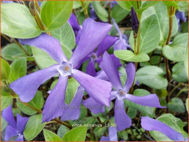 Vinca balcanica | Maagdenpalm | Balkan-Immergrün