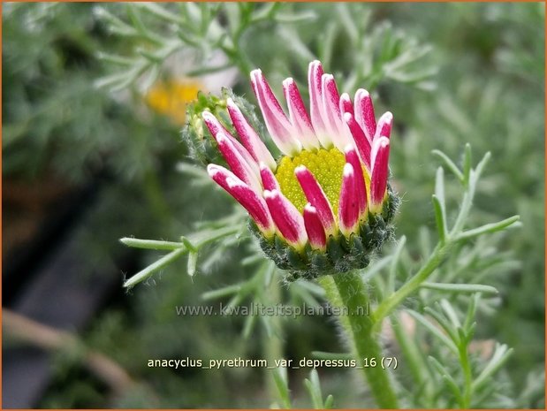 Anacyclus pyrethrum var. depressus | Afrikaanse pyrethrum, Marokkaanse kamille | Kreisblume