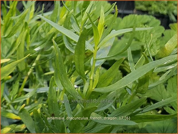 Artemisia dracunculus 'French Dragon' | Franse dragon, Drakenkruid, Alsem, Bijvoet | Estragon