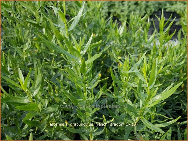 Artemisia dracunculus 'French Dragon' | Franse dragon, Drakenkruid, Alsem, Bijvoet | Estragon