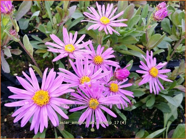 Aster amellus 'Lady Hindlip' | Bergaster, Aster | Bergaster