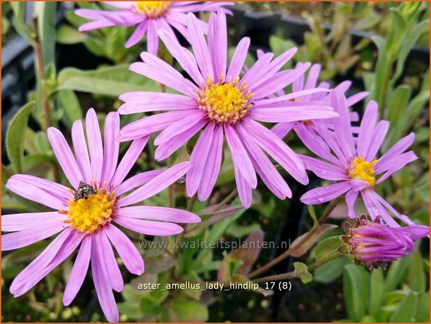 Aster amellus 'Lady Hindlip' | Bergaster, Aster | Bergaster