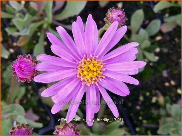 Aster amellus 'Lady Hindlip' | Bergaster, Aster | Bergaster