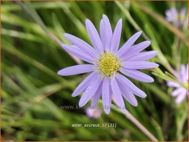 Aster azureus | Hemelaster, Aster | Himmelblaue Aster