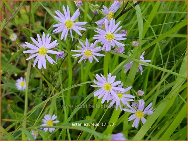 Aster azureus | Hemelaster, Aster | Himmelblaue Aster