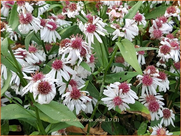 Aster lateriflorus 'Chloe' | Gladde aster, Aster | Glatte Aster