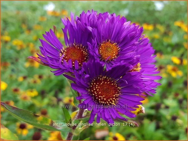 Aster novae-angliae 'Helen Picton' | Nieuw-Engelse aster, Herfstaster, Aster | Raublatt-Aster