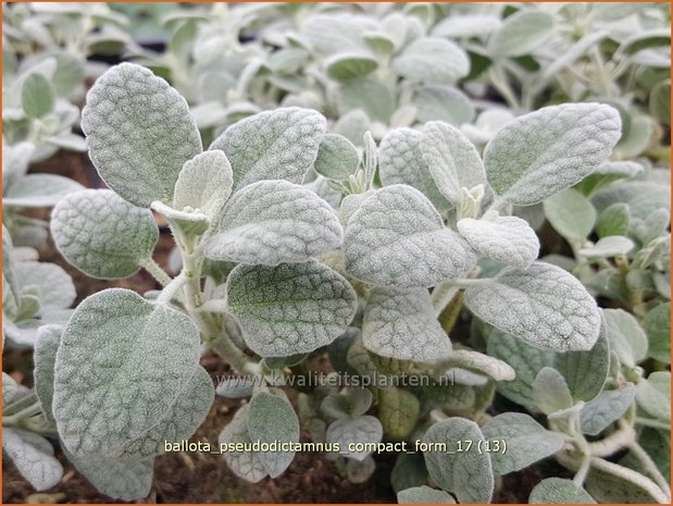 Ballota pseudodictamnus 'Compact Form' | Valse vuurwerkplant | Kretische Schwarznessel