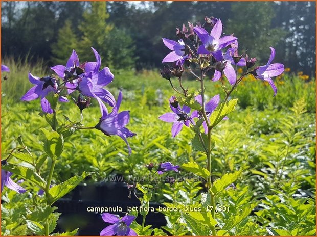 Campanula lactiflora 'Border Blues' | Klokjesbloem | Dolden-Glockenblume