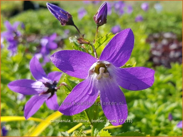 Campanula lactiflora 'Border Blues' | Klokjesbloem | Dolden-Glockenblume