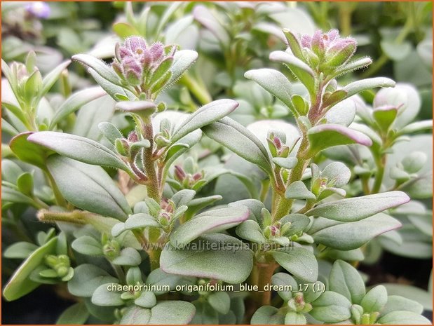 Chaenorhinum origanifolium 'Blue Dream' | Marjoleinbekje, Dwergleeuwenbek, Kierleeuwenbek | Dostblättriger Orant