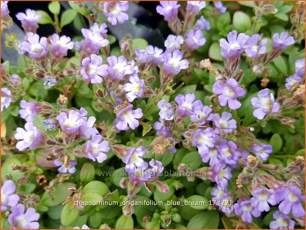 Chaenorhinum origanifolium 'Blue Dream' | Marjoleinbekje, Dwergleeuwenbek, Kierleeuwenbek | Dostblättriger Orant