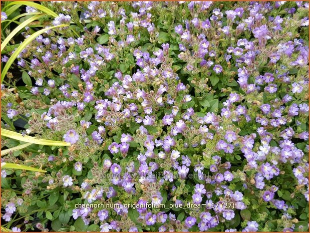 Chaenorhinum origanifolium 'Blue Dream' | Marjoleinbekje, Dwergleeuwenbek, Kierleeuwenbek | Dostblättriger Orant