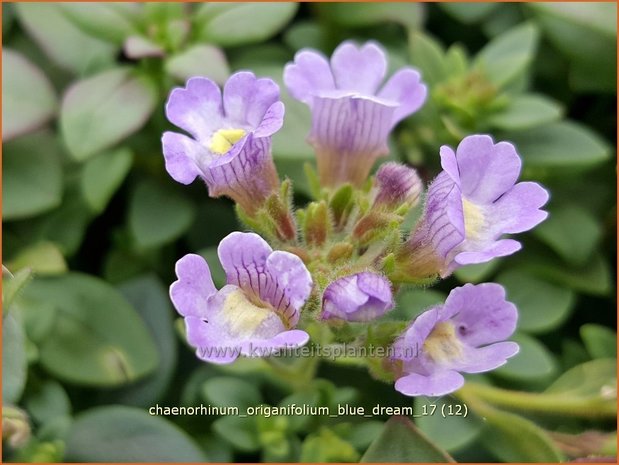 Chaenorhinum origanifolium 'Blue Dream' | Marjoleinbekje, Dwergleeuwenbek, Kierleeuwenbek | Dostblättriger Orant