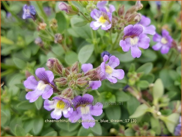 Chaenorhinum origanifolium 'Blue Dream' | Marjoleinbekje, Dwergleeuwenbek, Kierleeuwenbek | Dostblättriger Orant