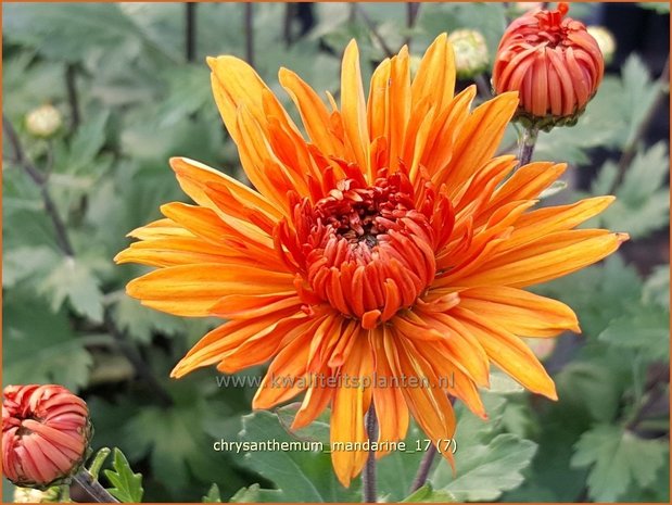 Chrysanthemum 'Mandarine' | Tuinchrysant, Chrysant | Chrysantheme