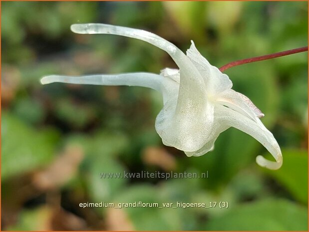 Epimedium grandiflorum var. higoense | Elfenbloem | Großblütige Elfenblume