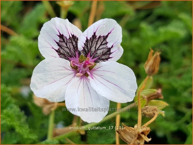 Erodium guttatum | Reigersbek | Getupfter Reiherschnabel