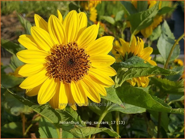 Helianthus 'Flying Saucers' | Vaste zonnebloem | Stauden-Sonnenblume