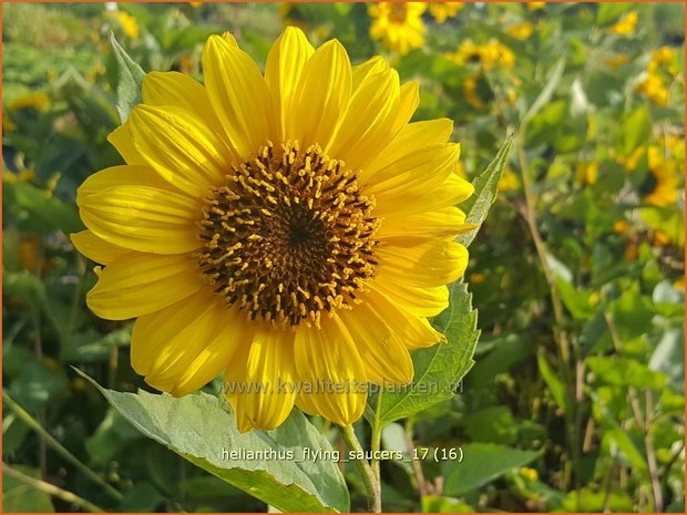 Helianthus 'Flying Saucers' | Vaste zonnebloem | Stauden-Sonnenblume