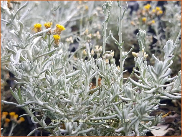 Helichrysum italicum 'Dwarf Curry' | Kerrieplant, Strobloem | Italienische Strohblume