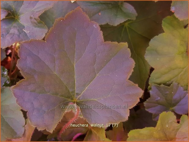 Heuchera 'Walnut' | Purperklokje | Purpurglöckchen