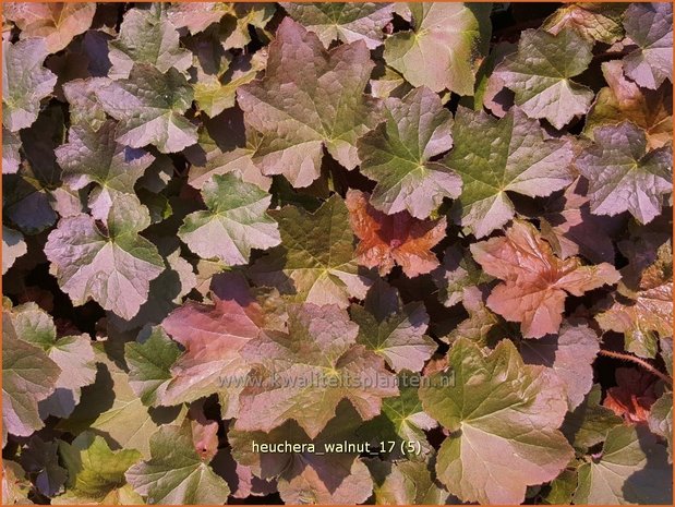 Heuchera 'Walnut' | Purperklokje | Purpurglöckchen