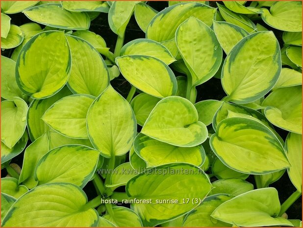 Hosta 'Rainforest Sunrise' | Hosta, Hartlelie, Funkia | Funkie