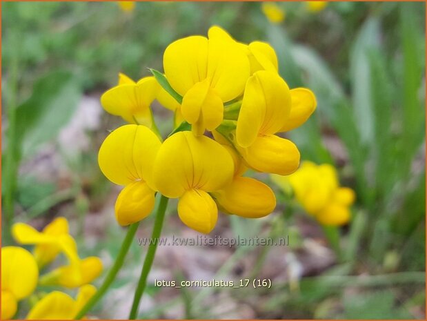 Lotus corniculatus | Rolklaver | Hornklee