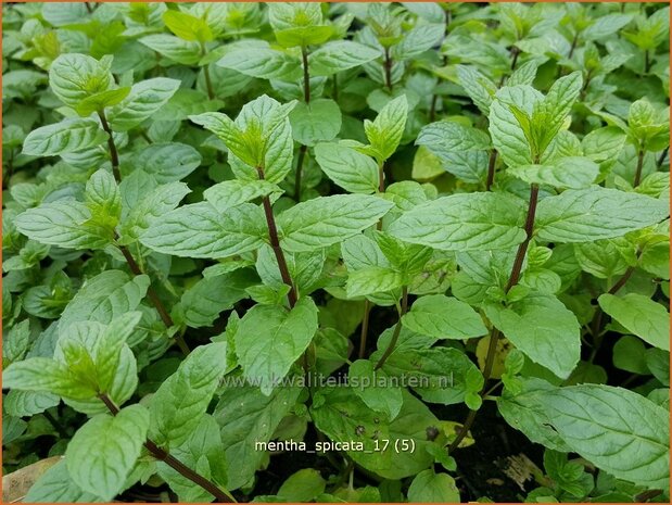 Mentha spicata | Groene munt, Kruizemunt, Marokkaanse munt, Munt | Ährige Minze