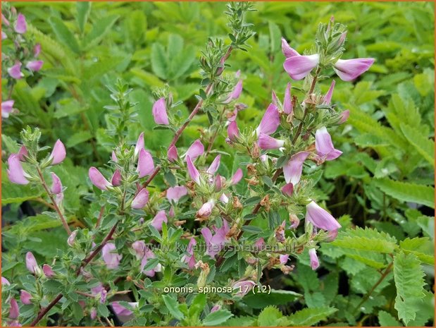 Ononis spinosa | Kattendoorn, Stalkruid | Dornige Hauhechel