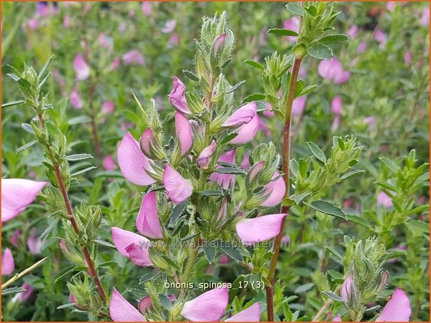 Ononis spinosa | Kattendoorn, Stalkruid | Dornige Hauhechel