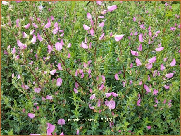 Ononis spinosa | Kattendoorn, Stalkruid | Dornige Hauhechel